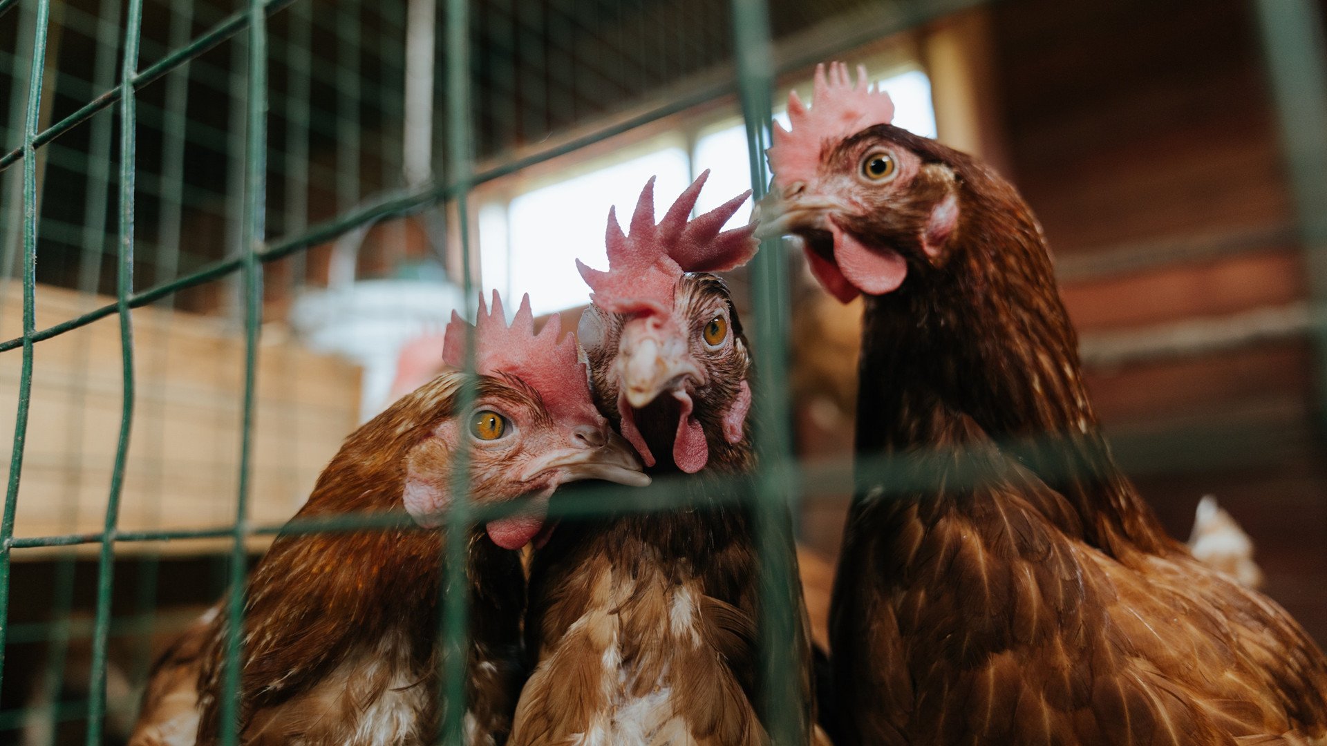 【训练效果】丁俊晖:提升进攻质量的十个实用技巧,丁俊晖教程