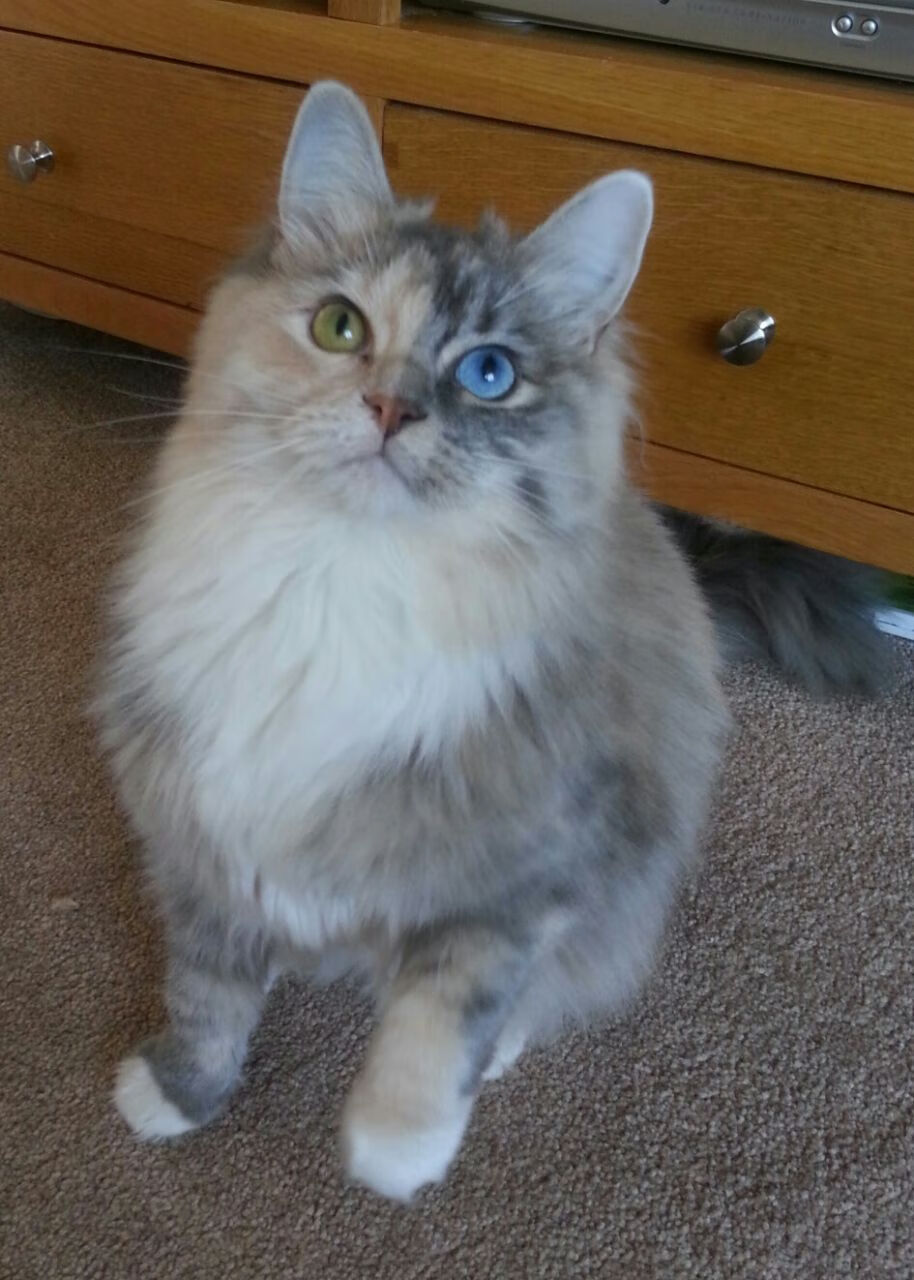 太阳迎来连胜！，太阳将来