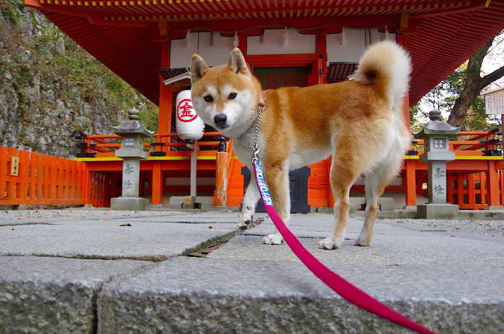 开云体育官方下载-国家田径队集训开营，刘翔亲临指导新秀，田径比赛刘翔